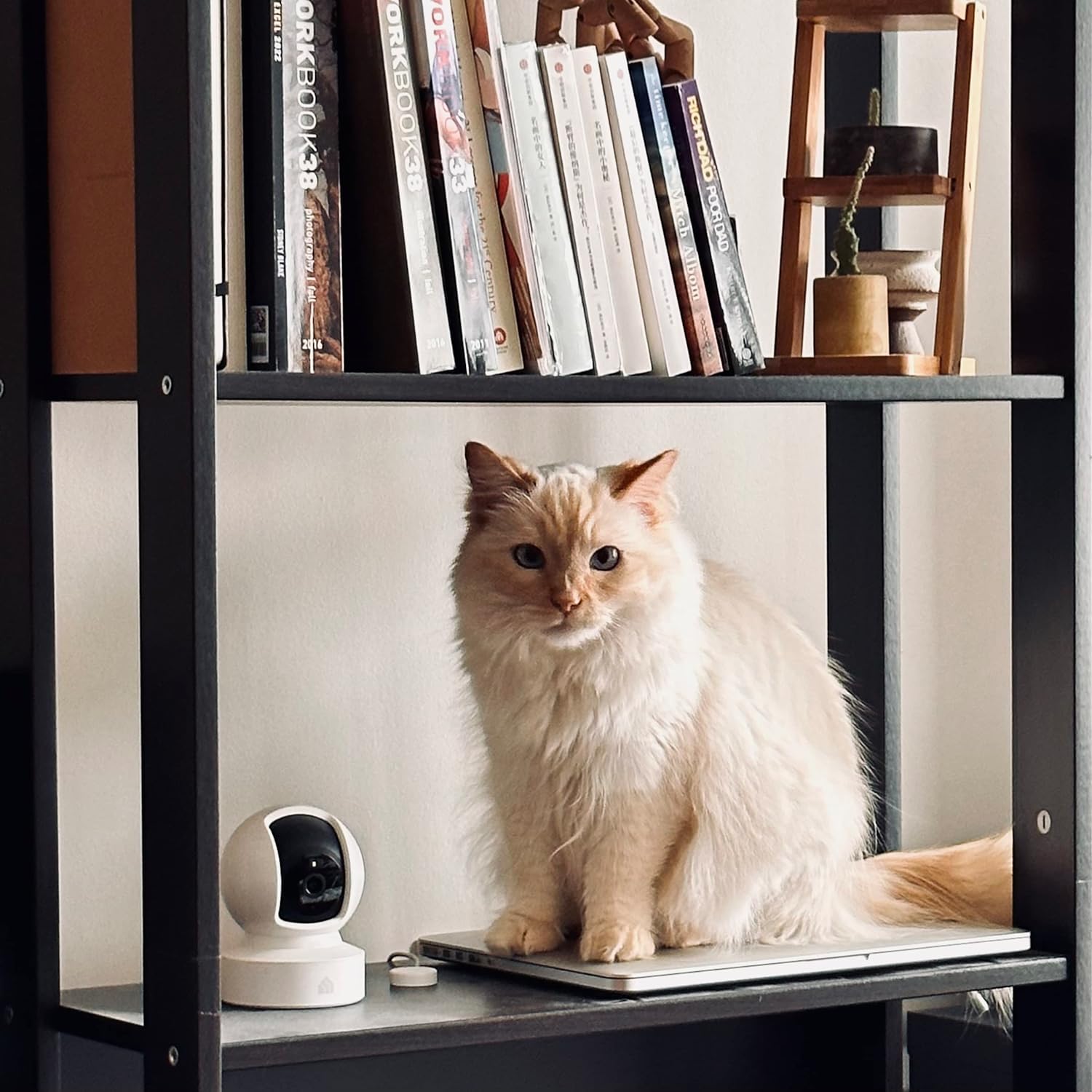 Pet Cameras & Monitors