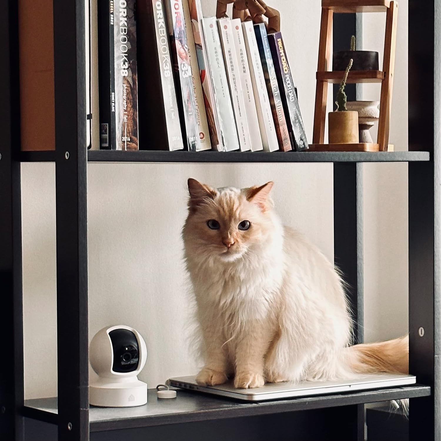 pet camera